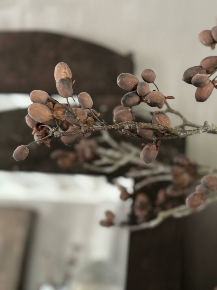 Elzentak Brynxz | Alnus Grande Brown Brynxz