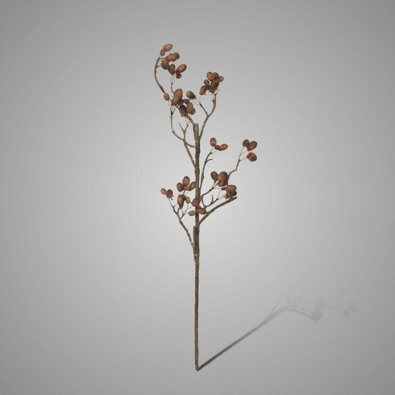 Elzentak Brynxz | Alnus Grande Brown Brynxz