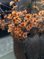 Cornus popper zijden bloem Brynxz