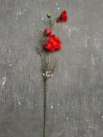 Cosmos spray rood kunsttak 