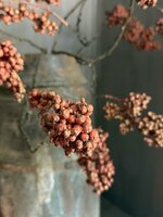 Bes Ligustrum vulgare kunsttak