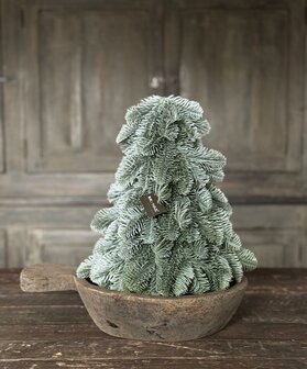 Nobilis boompje hoogte 30cm 