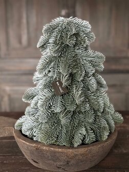 Nobilis boompje hoogte 30cm 