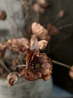 Poppy Bundle Brown Brynxz | Zijden klaproos bruin Brynxz 