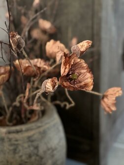 Poppy Bundle Brown Brynxz | Zijden klaproos bruin Brynxz 