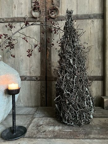 Bonsai kegelboompje | bonsai kerstboompje 