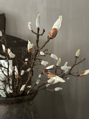 Magnolia knoptak 