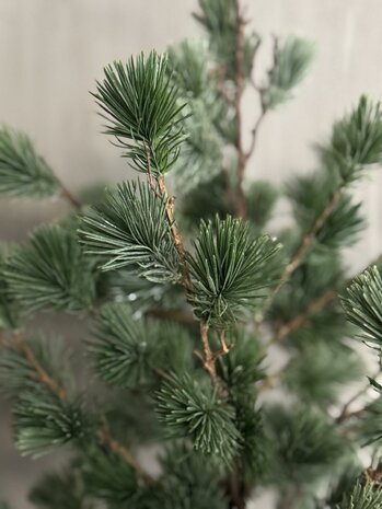 Larix boom S Real touch (afhalen)